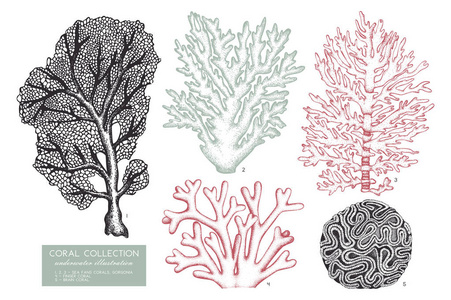 珊瑚礁珊瑚素描集