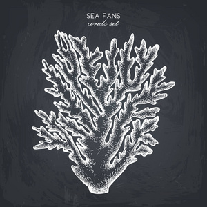 南海珊瑚礁珊瑚素描插画