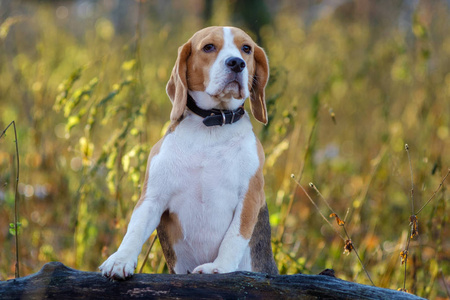 秋天森林里的狗肖像猎犬