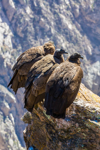 在 colca 峡谷坐，秘鲁，南美洲的三个秃鹰。这是地球上最大飞的鸟秃鹰