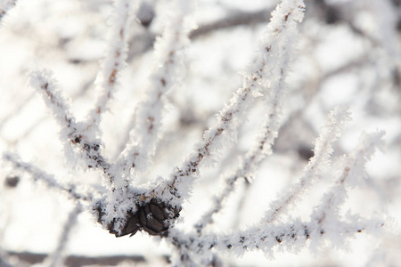 被雪覆盖的树枝