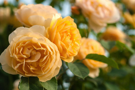一群黄玫瑰在花园里绽放