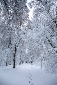 小巷在雪中