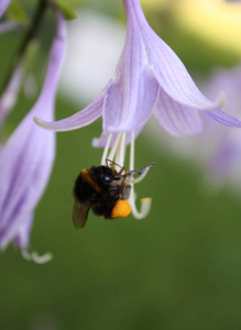 大黄蜂在主人的花