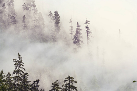 神奇的雾林风景图片