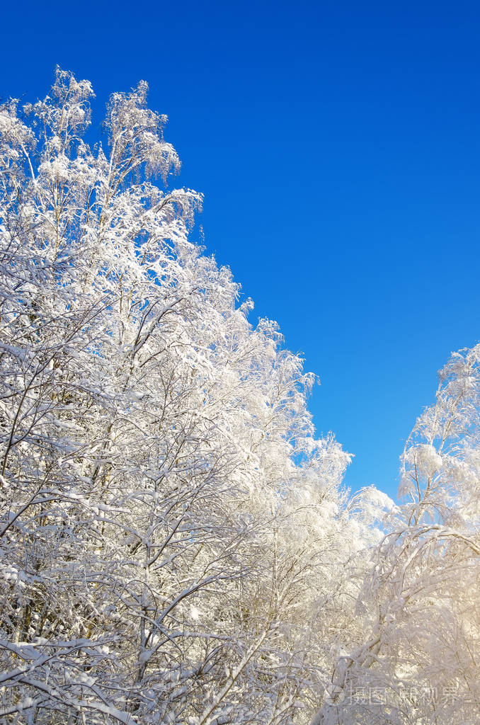 冬种的雪覆盖的树枝对一个蓝色的清澈冷若冰霜的天空