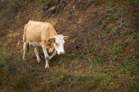 牛在农村