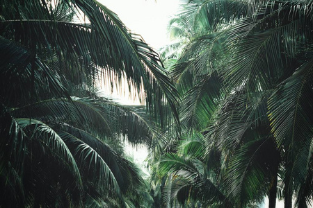 椰子棕榈热带绿叶