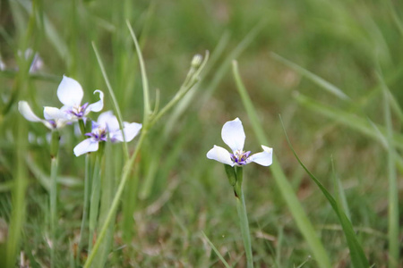 春天花在草地上的野生蓝色和白色黄色花朵