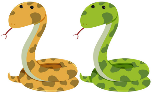 白色背景上的两条响尾蛇
