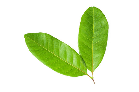 特写人造绿草叶用作恶心和多用途背景,纹理绿草叶上的露珠绿草湿漉漉