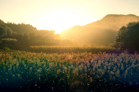 日落时向日葵和玉米田