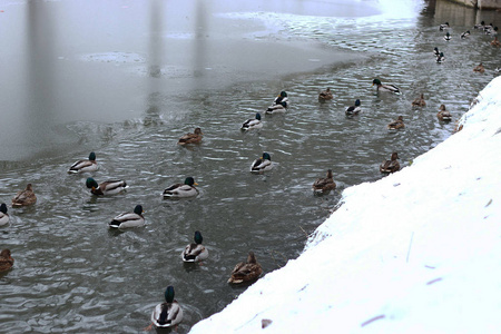 冬季公园养鸭子的池塘