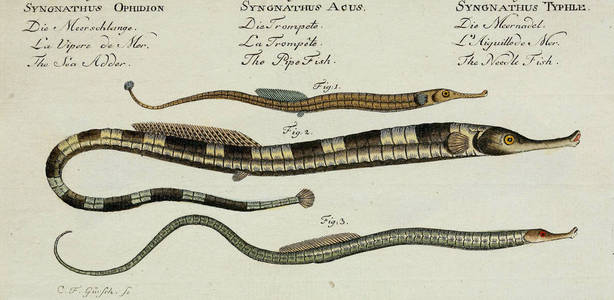 海龙鱼图片-海龙鱼素材-海龙鱼插画-摄图新视界