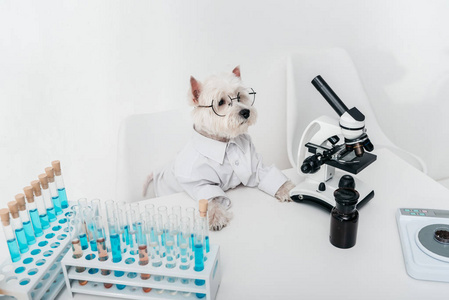 带显微镜和试管的狗