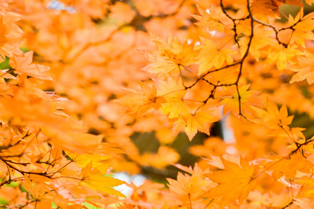 秋天季节树和叶子五颜六色
