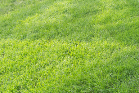 背景与绿色新鲜的草在草坪上与下落的阴影