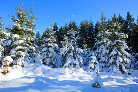 冬季风景与雪覆盖的树木