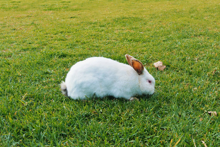 红眼兔子一只黑耳朵的大白兔, 红眼走着吃着 sn照片