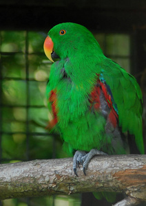 Eclectus 鹦鹉的肖像