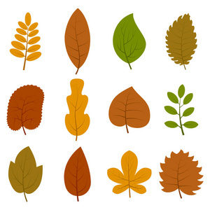 十二不同的秋天叶子在白色背景被隔绝的集合