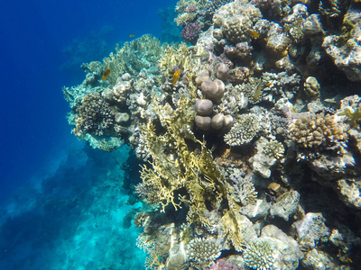 埃及红海海底世界