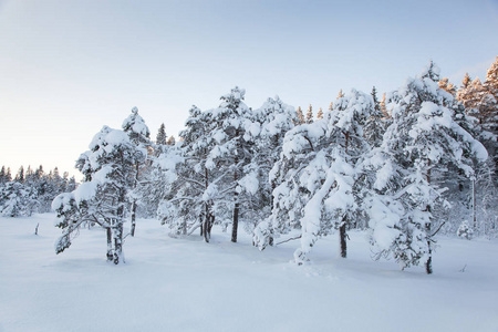 美丽的冬天的风景雪树