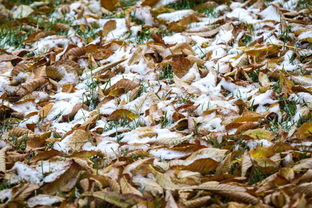 乌克兰基辅公园绿草上的早期雪和黄叶