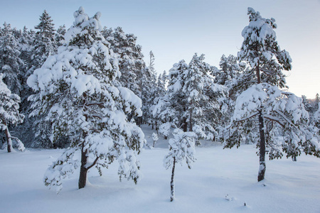 美丽的冬天的风景雪树