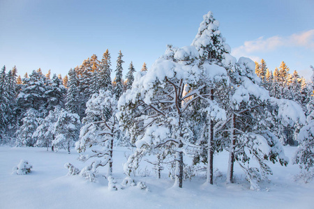 美丽的冬天的风景雪树