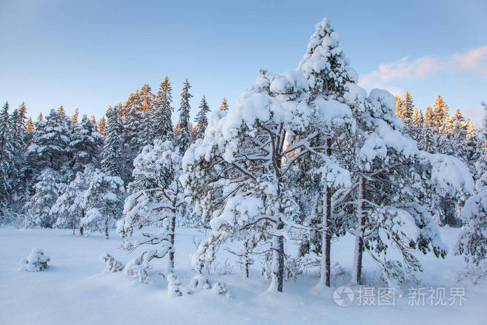 美丽的冬天的风景雪树