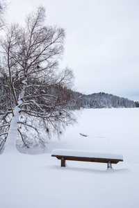 美丽的冬天的风景雪树