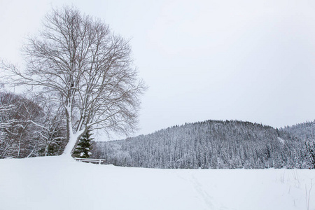 美丽的冬天的风景雪树