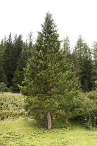 萨姆瑙恩 Graubunden 详情山上的高山林木