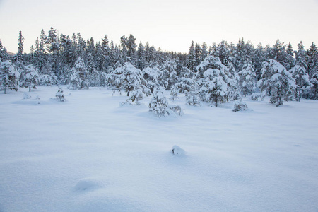 美丽的冬天的风景雪树