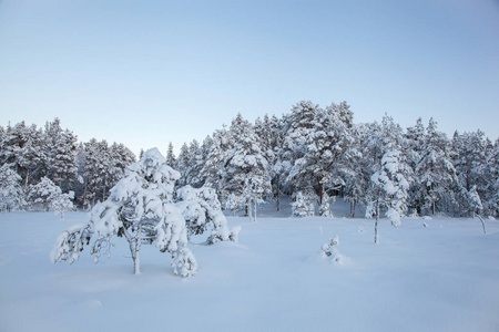 美丽的冬天的风景雪树