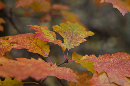 树上的黄色和红色秋天的橡树叶子