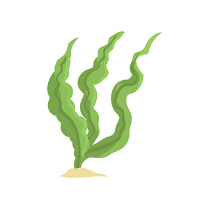沙底的海草照片