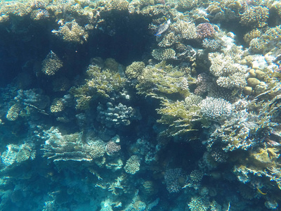 埃及红海海底世界照片