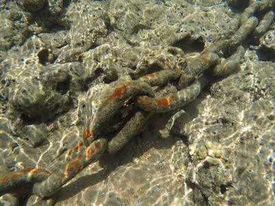 蝠鲼点巴厘岛, 科莫科龟在水中在珊瑚礁里游水的鱼儿雄伟的蝠鲼水下