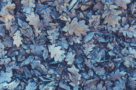 落叶和冷冻橡木的背景