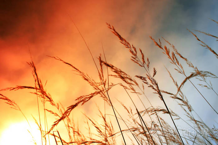 太阳升起时的小草