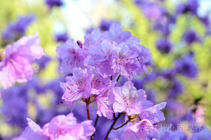 杜鹃花葛 杜鹃花枝 柔和的粉红色杜鹃花盛开在花园里 美丽的亚洲春天花照片 正版商用图片100a68 摄图新视界 杜鹃花葛 杜鹃花枝 柔和的粉红色杜鹃花盛开在花园里 美丽的亚洲春天花照片 正版商用图片100a68 摄图新视界