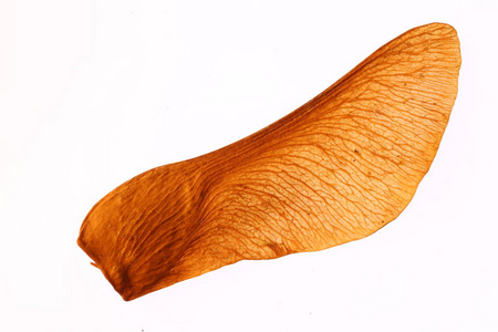 枫叶树种子槭树种子微距特写.孤立.白色背景照片