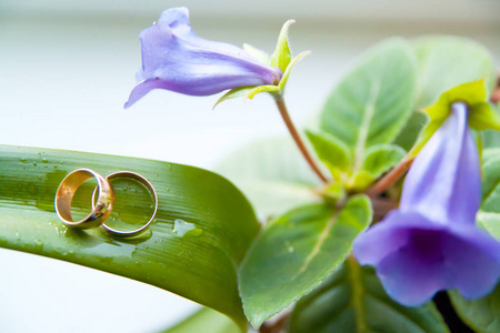 紫罗兰花绿色锅结婚戒指