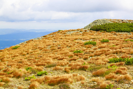 波兰Karkonosze山黄草田