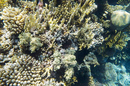 底部的各种珊瑚