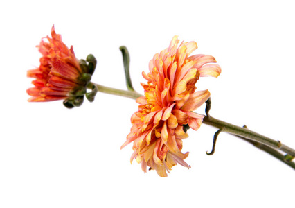 菊花花长茎上白色背景照片