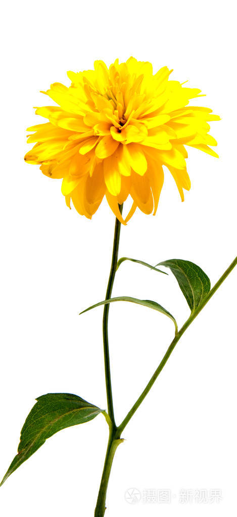菊花花长茎上白色背景
