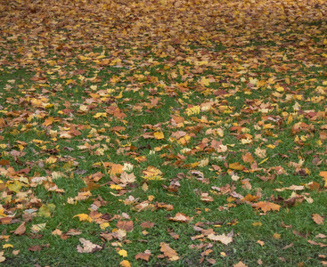 秋天的黄叶躺在地上。纹理